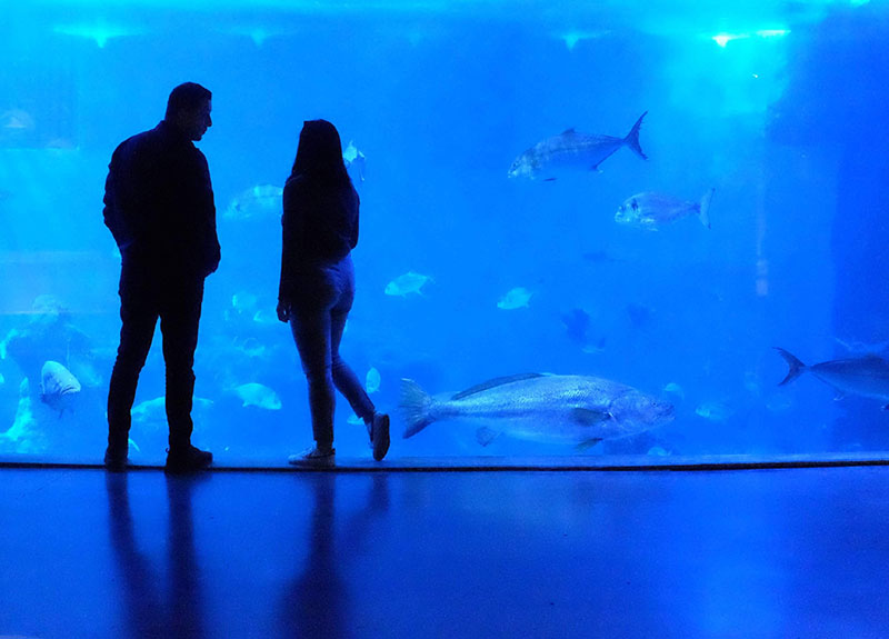 Image of Shedd Aquarium in Chicago
