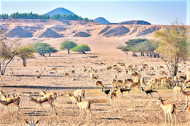 top-Rated Tourist Attractions Places in abu dahbi