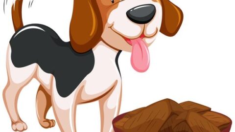 15 Foods You Should Never Give to Your Dog